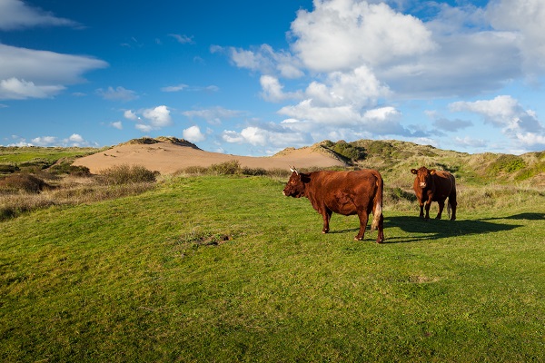 Cows Braunton Burrows