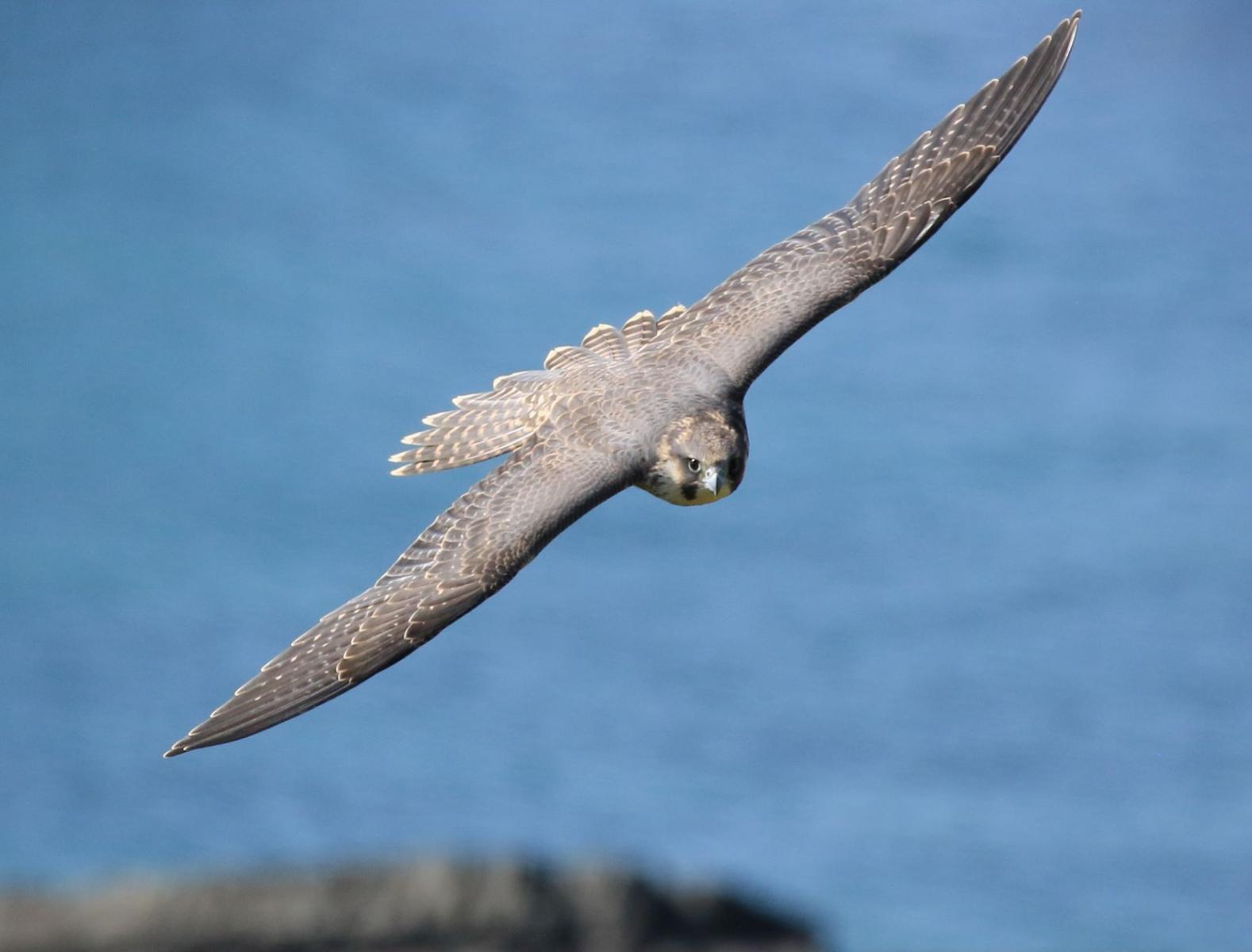 Peregrine