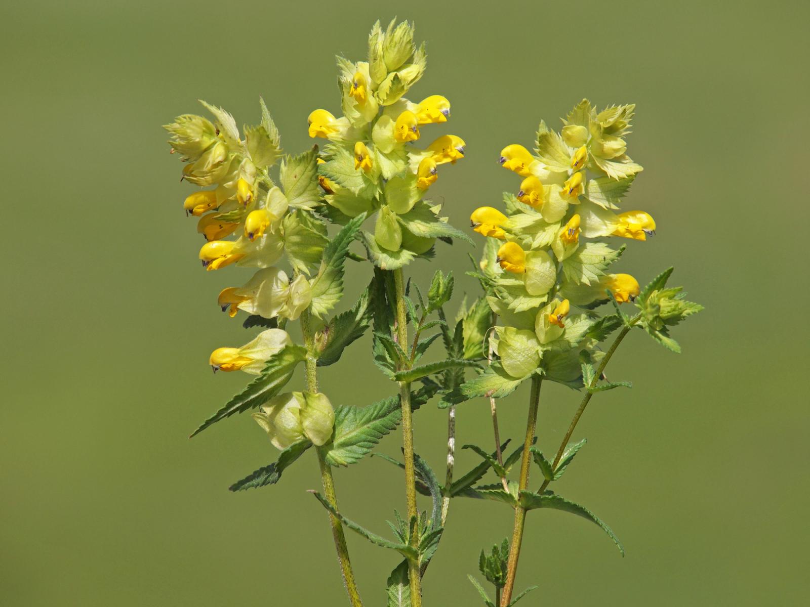 Yellow rattle