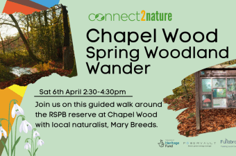 A Spring Woodland Wonder – Chapel Woods