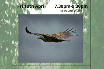 White Tailed Eagles Talk
