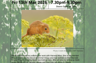 Harvest Mouse Talk