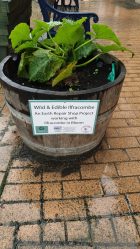 Wild and Edible Ilfracombe