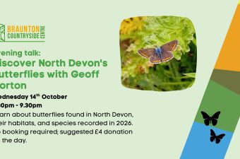Discover North Devon’s Butterflies