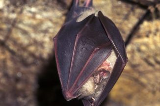 Bat Surveyors Wanted