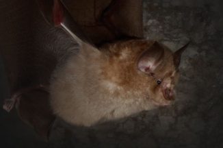 Devon Greater Horseshoe Bat Project – North Devon partner